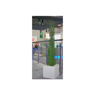 Equisetum im Kubus, ca. 150 cm