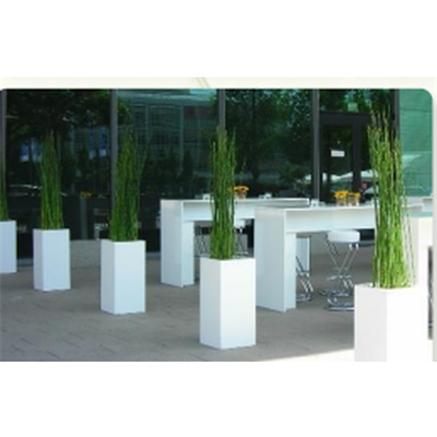 Equisetum in Säule, ca. 110 cm